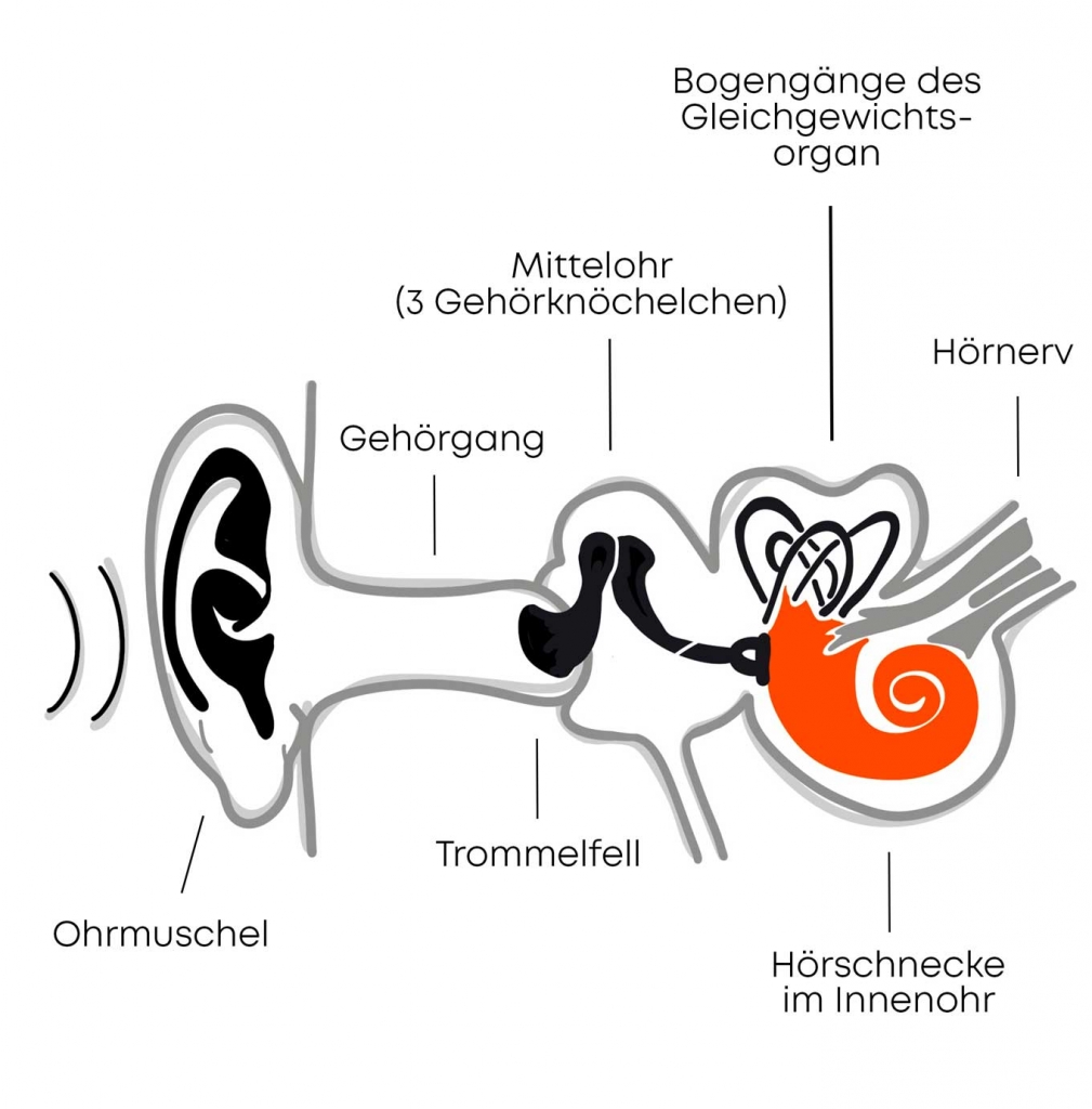 Hörschnecke im Innenohr