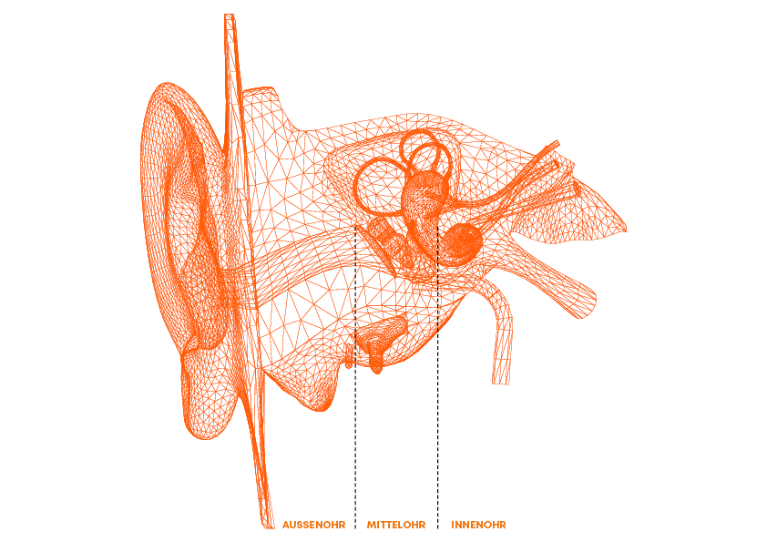 Anatomie des Ohres